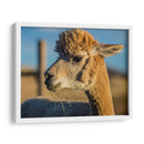 Alpaca Retrato Vi - Tyler Stockton | Cuadro decorativo de Canvas Lab