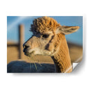 Alpaca Retrato Vi - Tyler Stockton | Cuadro decorativo de Canvas Lab