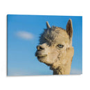 Alpaca Retrato Vii - Tyler Stockton | Cuadro decorativo de Canvas Lab