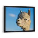 Alpaca Retrato Vii - Tyler Stockton | Cuadro decorativo de Canvas Lab