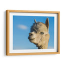 Alpaca Retrato Vii - Tyler Stockton | Cuadro decorativo de Canvas Lab