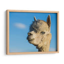 Alpaca Retrato Vii - Tyler Stockton | Cuadro decorativo de Canvas Lab