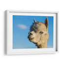 Alpaca Retrato Vii - Tyler Stockton | Cuadro decorativo de Canvas Lab