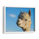 Alpaca Retrato Vii - Tyler Stockton | Cuadro decorativo de Canvas Lab