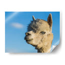 Alpaca Retrato Vii - Tyler Stockton | Cuadro decorativo de Canvas Lab