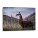 Llama Retrato I - Tyler Stockton | Cuadro decorativo de Canvas Lab