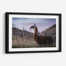 Llama Retrato I - Tyler Stockton | Cuadro decorativo de Canvas Lab