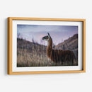 Llama Retrato I - Tyler Stockton | Cuadro decorativo de Canvas Lab
