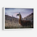 Llama Retrato I - Tyler Stockton | Cuadro decorativo de Canvas Lab