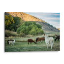 Llama Retrato Ii - Tyler Stockton | Cuadro decorativo de Canvas Lab