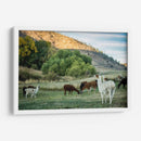 Llama Retrato Ii - Tyler Stockton | Cuadro decorativo de Canvas Lab