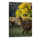 Llama Retrato Iii - Tyler Stockton | Cuadro decorativo de Canvas Lab