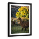 Llama Retrato Iii - Tyler Stockton | Cuadro decorativo de Canvas Lab