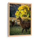 Llama Retrato Iii - Tyler Stockton | Cuadro decorativo de Canvas Lab