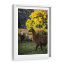 Llama Retrato Iii - Tyler Stockton | Cuadro decorativo de Canvas Lab