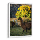 Llama Retrato Iii - Tyler Stockton | Cuadro decorativo de Canvas Lab