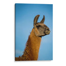 Llama Retrato Iv - Tyler Stockton | Cuadro decorativo de Canvas Lab