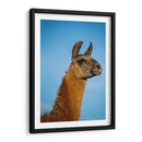 Llama Retrato Iv - Tyler Stockton | Cuadro decorativo de Canvas Lab