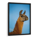 Llama Retrato Iv - Tyler Stockton | Cuadro decorativo de Canvas Lab