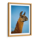 Llama Retrato Iv - Tyler Stockton | Cuadro decorativo de Canvas Lab