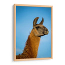 Llama Retrato Iv - Tyler Stockton | Cuadro decorativo de Canvas Lab