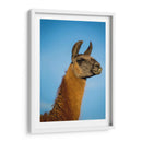 Llama Retrato Iv - Tyler Stockton | Cuadro decorativo de Canvas Lab