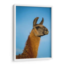 Llama Retrato Iv - Tyler Stockton | Cuadro decorativo de Canvas Lab