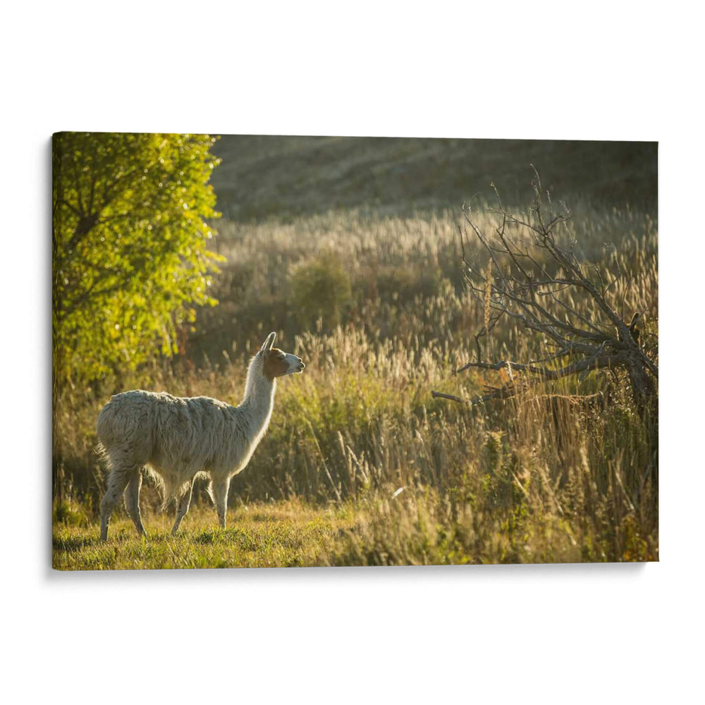 Llama Retrato V - Tyler Stockton | Cuadro decorativo de Canvas Lab