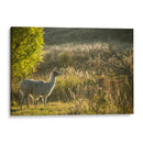 Llama Retrato V - Tyler Stockton | Cuadro decorativo de Canvas Lab