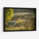Llama Retrato V - Tyler Stockton | Cuadro decorativo de Canvas Lab