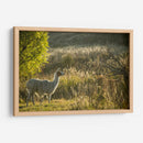 Llama Retrato V - Tyler Stockton | Cuadro decorativo de Canvas Lab
