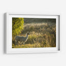 Llama Retrato V - Tyler Stockton | Cuadro decorativo de Canvas Lab