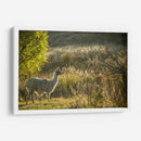 Llama Retrato V - Tyler Stockton | Cuadro decorativo de Canvas Lab