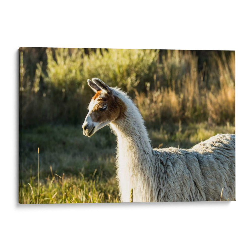 Llama Retrato Vi - Tyler Stockton | Cuadro decorativo de Canvas Lab