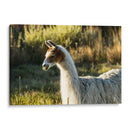 Llama Retrato Vi - Tyler Stockton | Cuadro decorativo de Canvas Lab