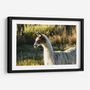 Llama Retrato Vi - Tyler Stockton | Cuadro decorativo de Canvas Lab