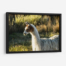 Llama Retrato Vi - Tyler Stockton | Cuadro decorativo de Canvas Lab
