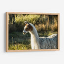 Llama Retrato Vi - Tyler Stockton | Cuadro decorativo de Canvas Lab