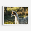 Llama Retrato Vi - Tyler Stockton | Cuadro decorativo de Canvas Lab