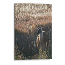 Llama Retrato Vii - Tyler Stockton | Cuadro decorativo de Canvas Lab