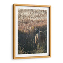 Llama Retrato Vii - Tyler Stockton | Cuadro decorativo de Canvas Lab