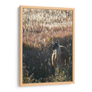 Llama Retrato Vii - Tyler Stockton | Cuadro decorativo de Canvas Lab