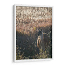 Llama Retrato Vii - Tyler Stockton | Cuadro decorativo de Canvas Lab