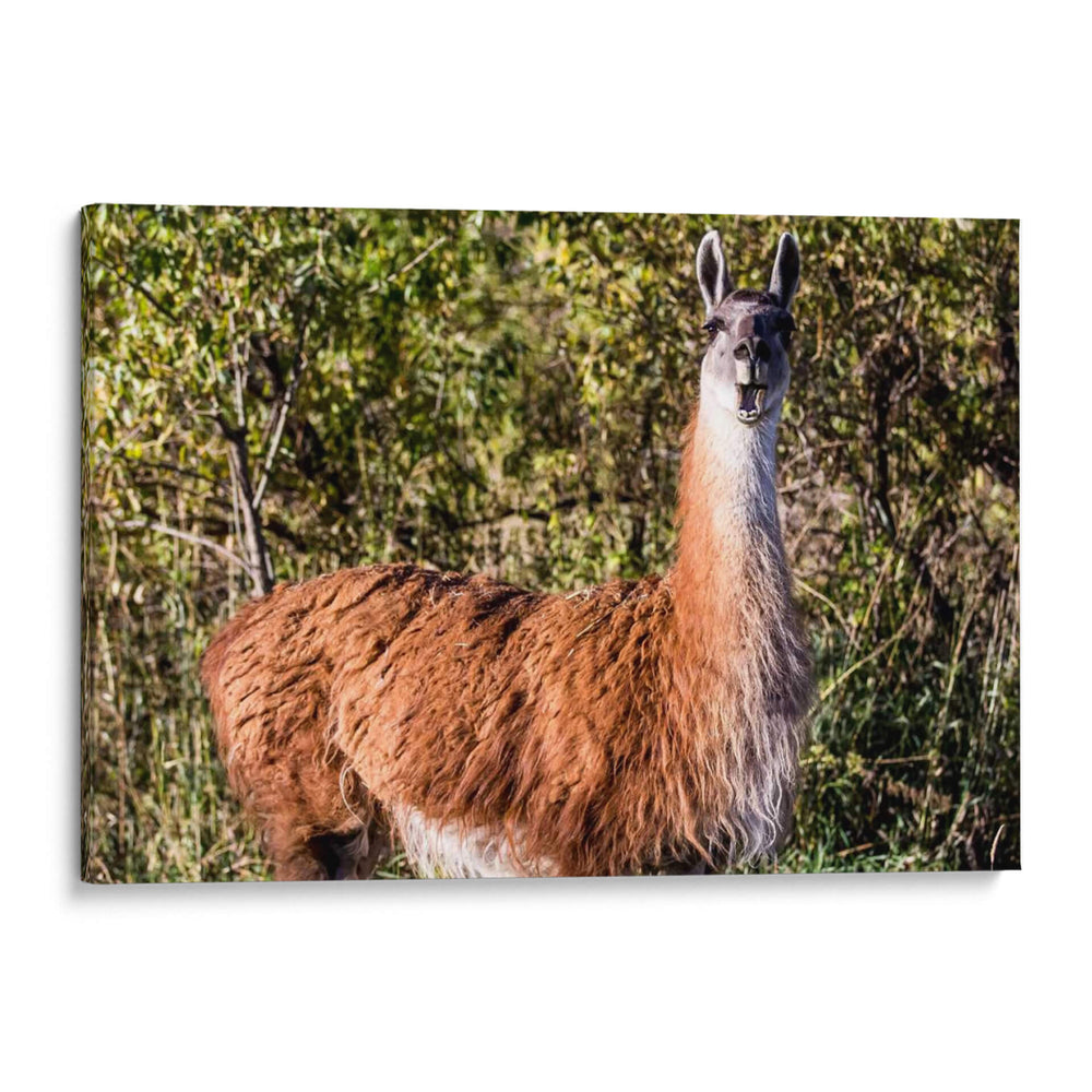 Llama Retrato Viii - Tyler Stockton | Cuadro decorativo de Canvas Lab