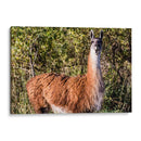Llama Retrato Viii - Tyler Stockton | Cuadro decorativo de Canvas Lab