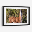 Llama Retrato Viii - Tyler Stockton | Cuadro decorativo de Canvas Lab