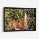 Llama Retrato Viii - Tyler Stockton | Cuadro decorativo de Canvas Lab