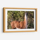 Llama Retrato Viii - Tyler Stockton | Cuadro decorativo de Canvas Lab