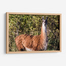 Llama Retrato Viii - Tyler Stockton | Cuadro decorativo de Canvas Lab