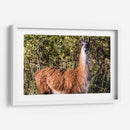 Llama Retrato Viii - Tyler Stockton | Cuadro decorativo de Canvas Lab